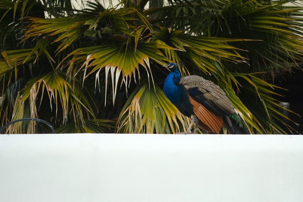 The Late Birds - Gay Urban 4* Lisbon
