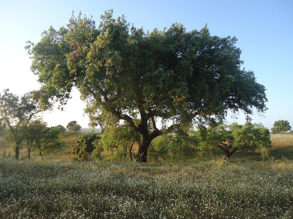 Farm stay Herdade Dos Montes Bastos
