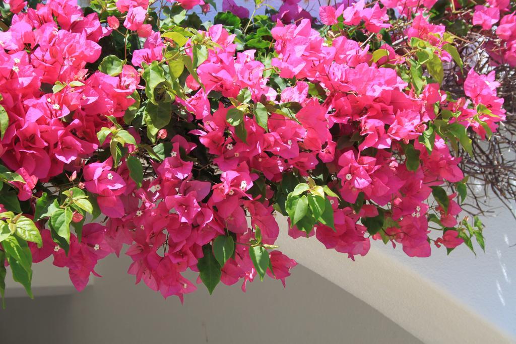 Alto Club Oleander