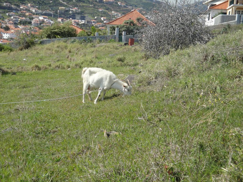House On The Holiday home Machico (Madeira)
