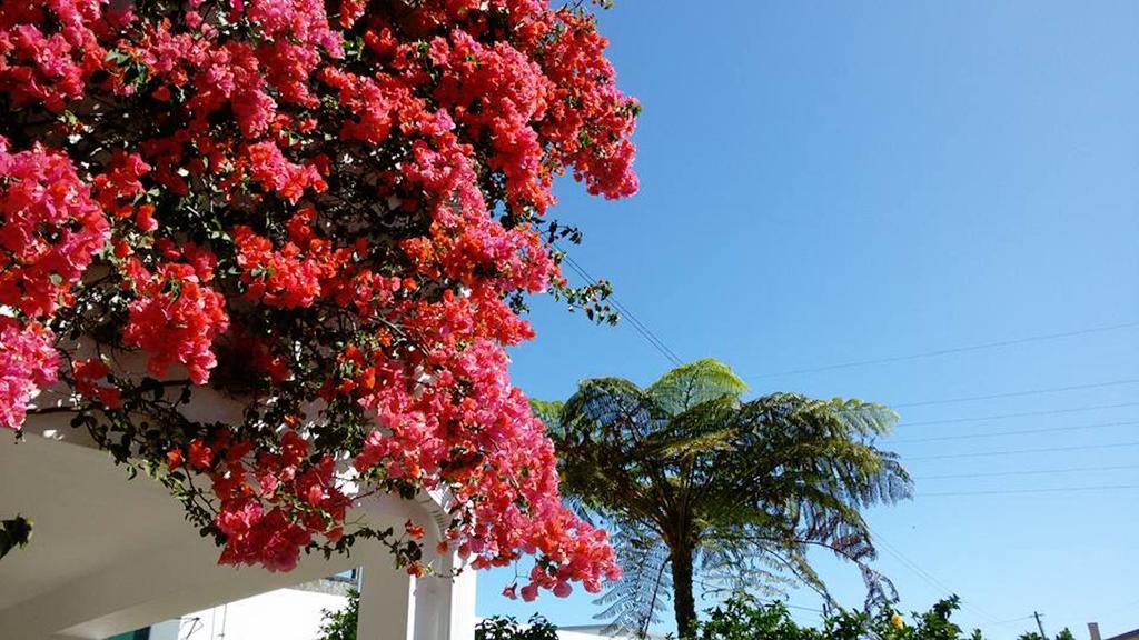 Holiday home Quinta Bolas Ponta Delgada (Sao Miguel)