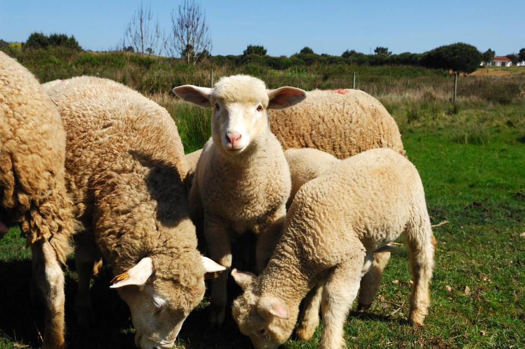 Farm stay Monte Da Galrixa *