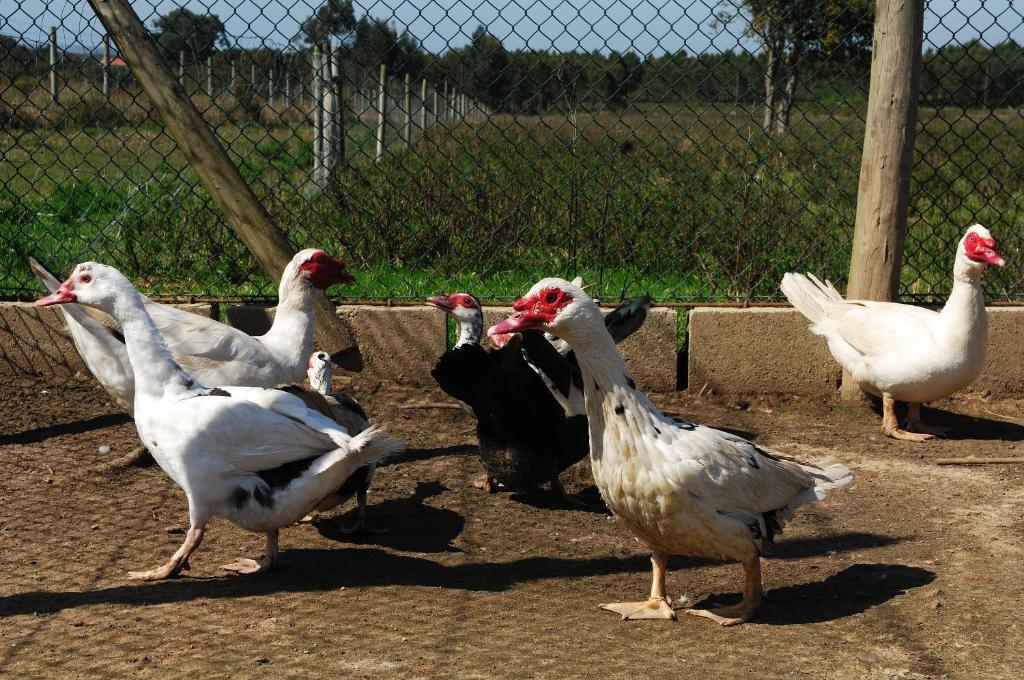 Monte Da Galrixa Farm stay *