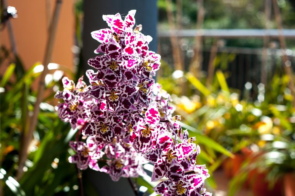 Paradise House Calheta Holiday home Calheta (Madeira)