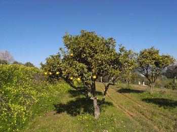 Herdade Dos Frades Lagos