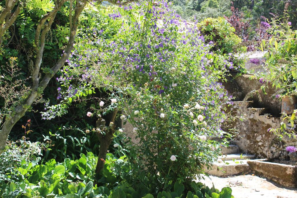 Quinta De Sao Tadeu Sintra
