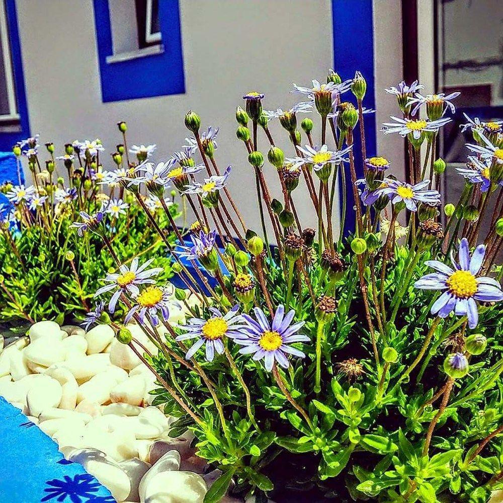 Pure Flor De Esteva Bed & Breakfast Vila do Bispo