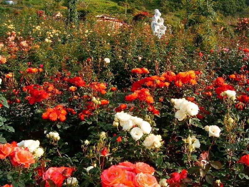 Holiday park Pestana Quinta Do Arco Nature & Rose Garden