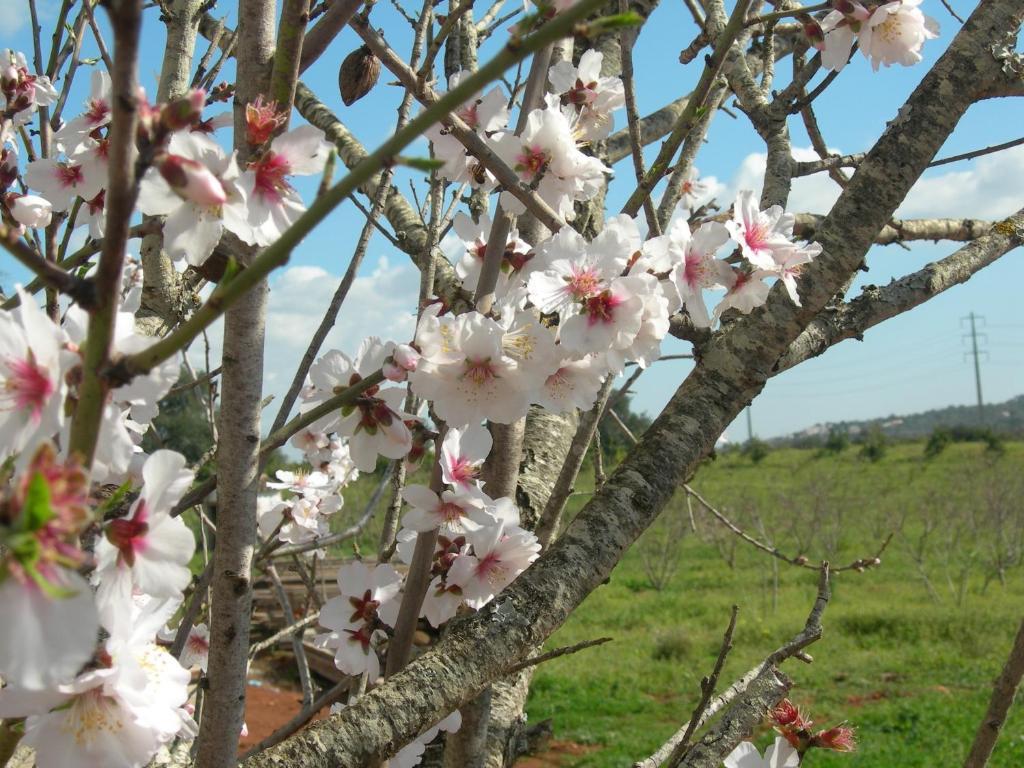 Quinta Da Mesquita Bed & Breakfast 3*