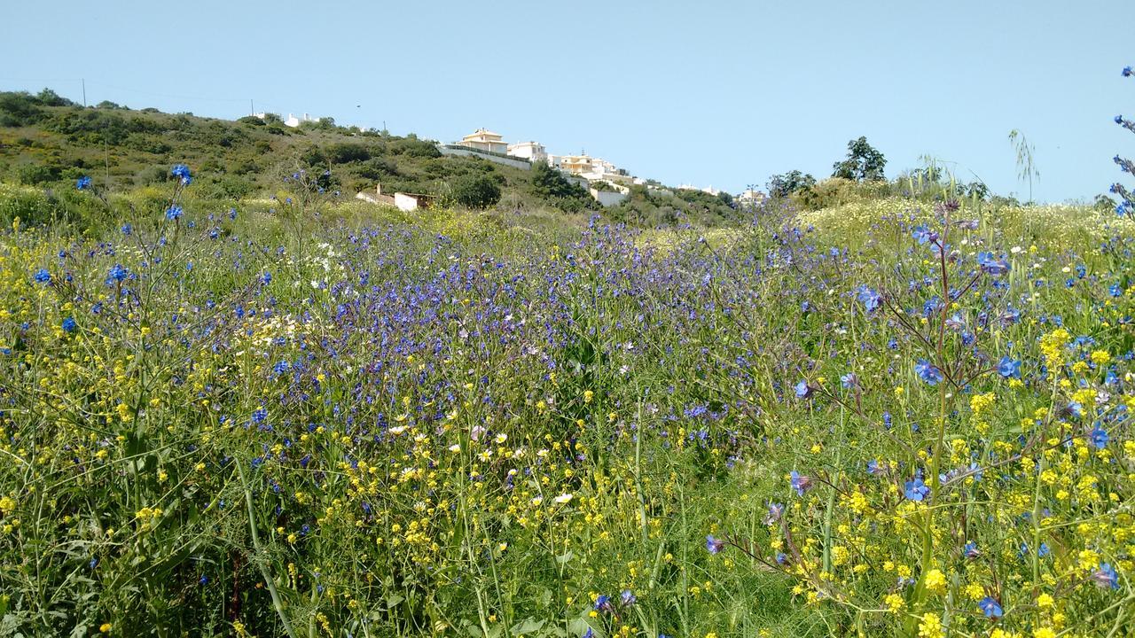 Bed and breakfast Casa Cereja 'adults Only' *