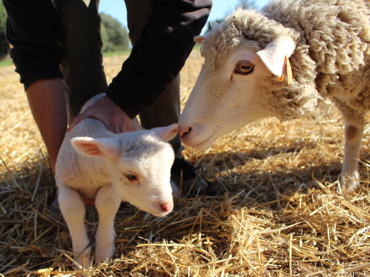 Casa Do Vale Da Lama Ecohotel & Retreat Centre In A Farm *