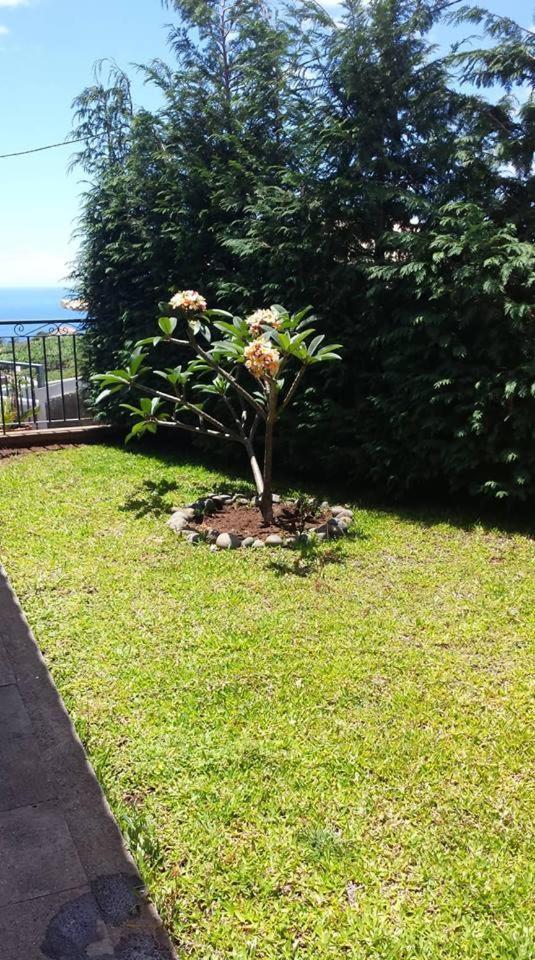 Paraiso Flores Estreito Da Calheta