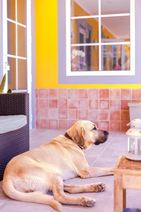 Quinta Almargem Lusitano - Farm stay
