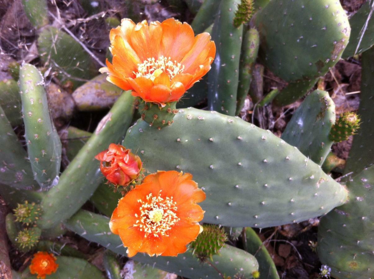 Holiday home Blooming Botanic *