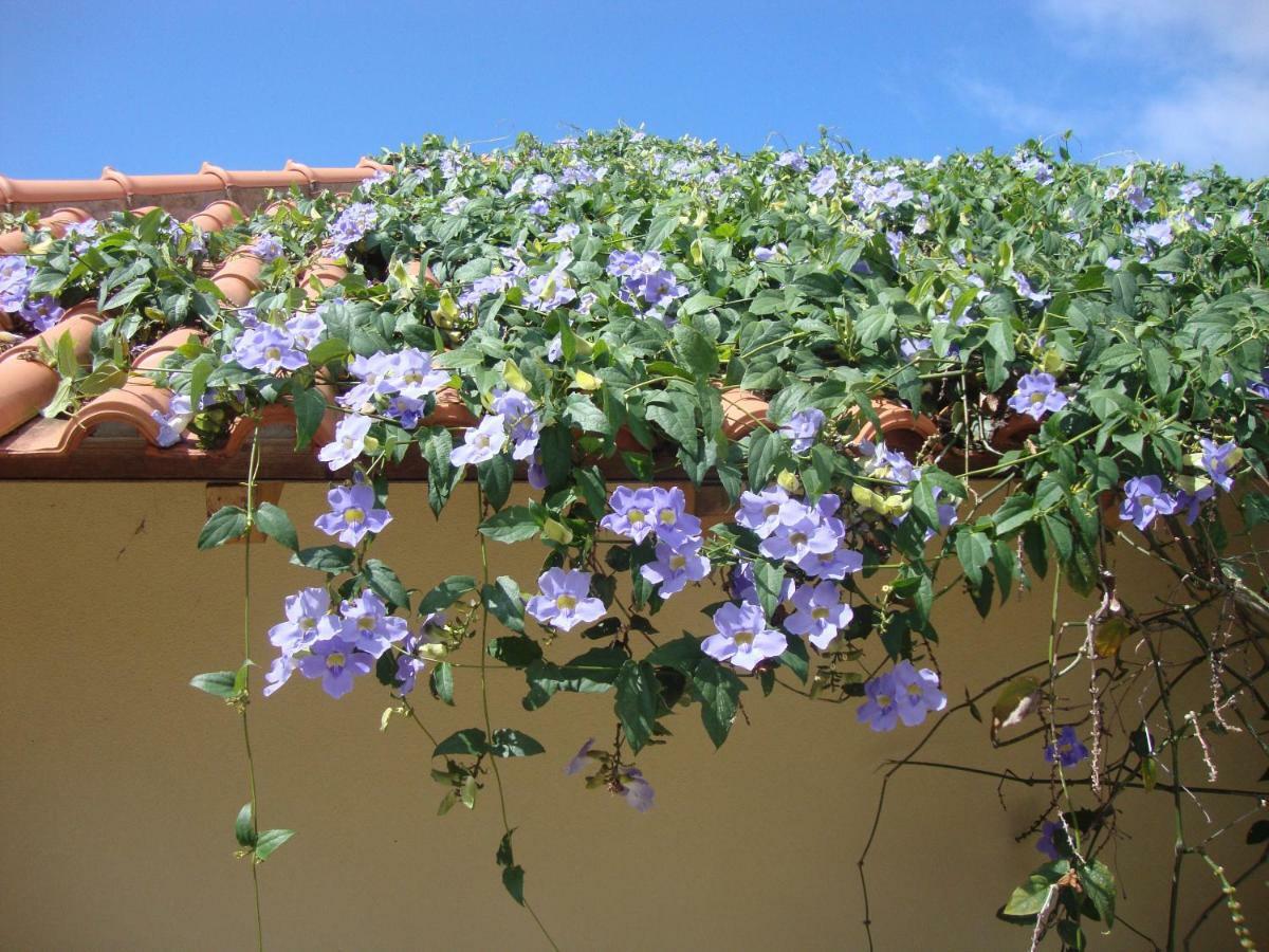 Blooming Botanic * Estreito Da Calheta