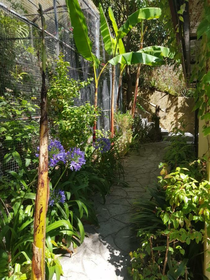 Dazk Golden Estate Ribeira Brava