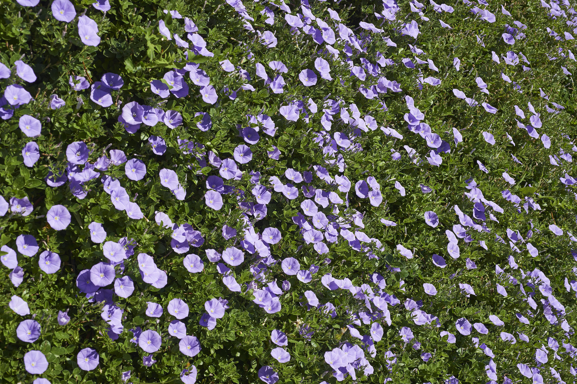 Rural Quinta Do Marco - Nature & Dining Hotel Tavira