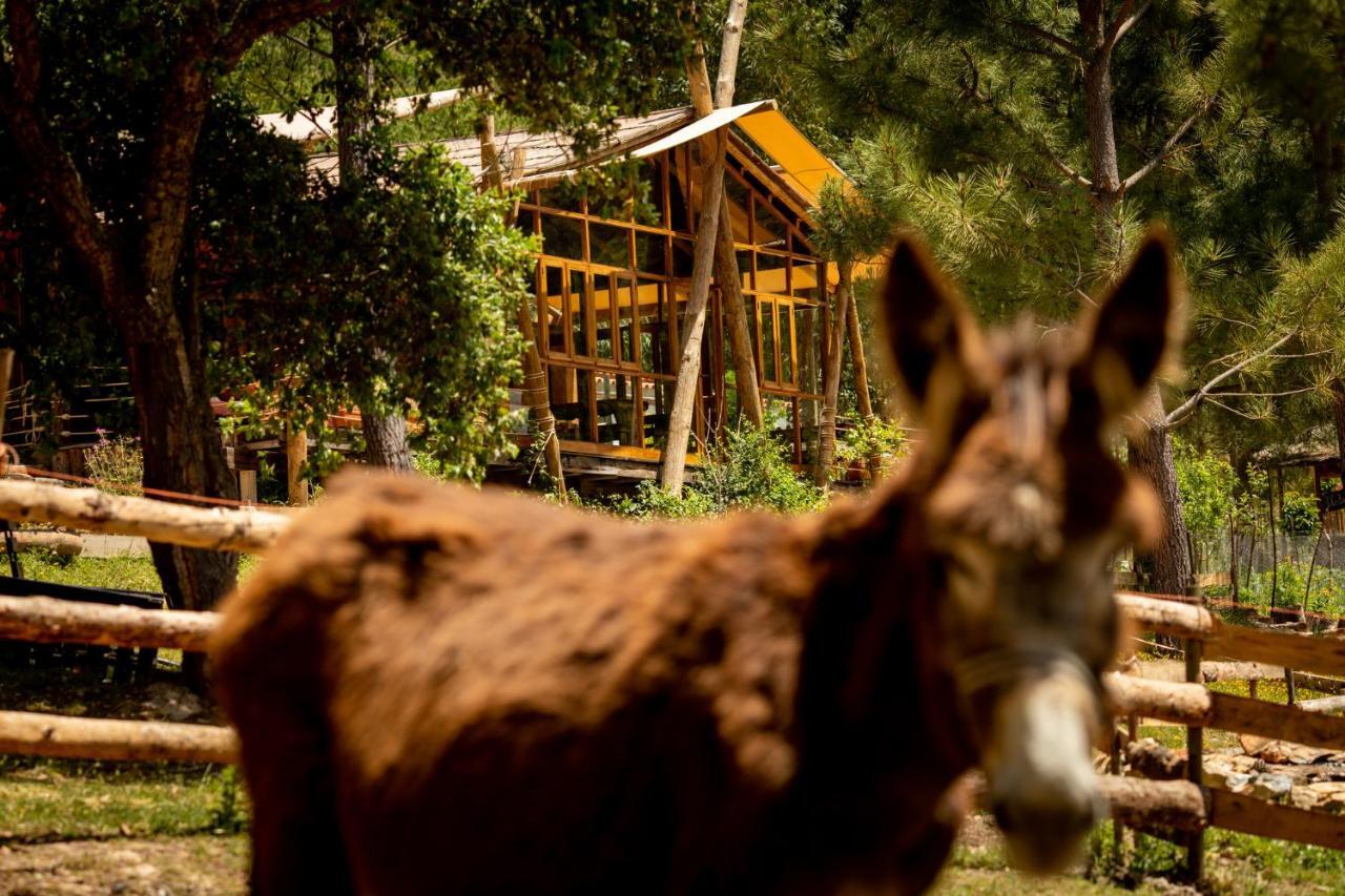 Quinta Alma - Ecological Retreat Farm Aljezur