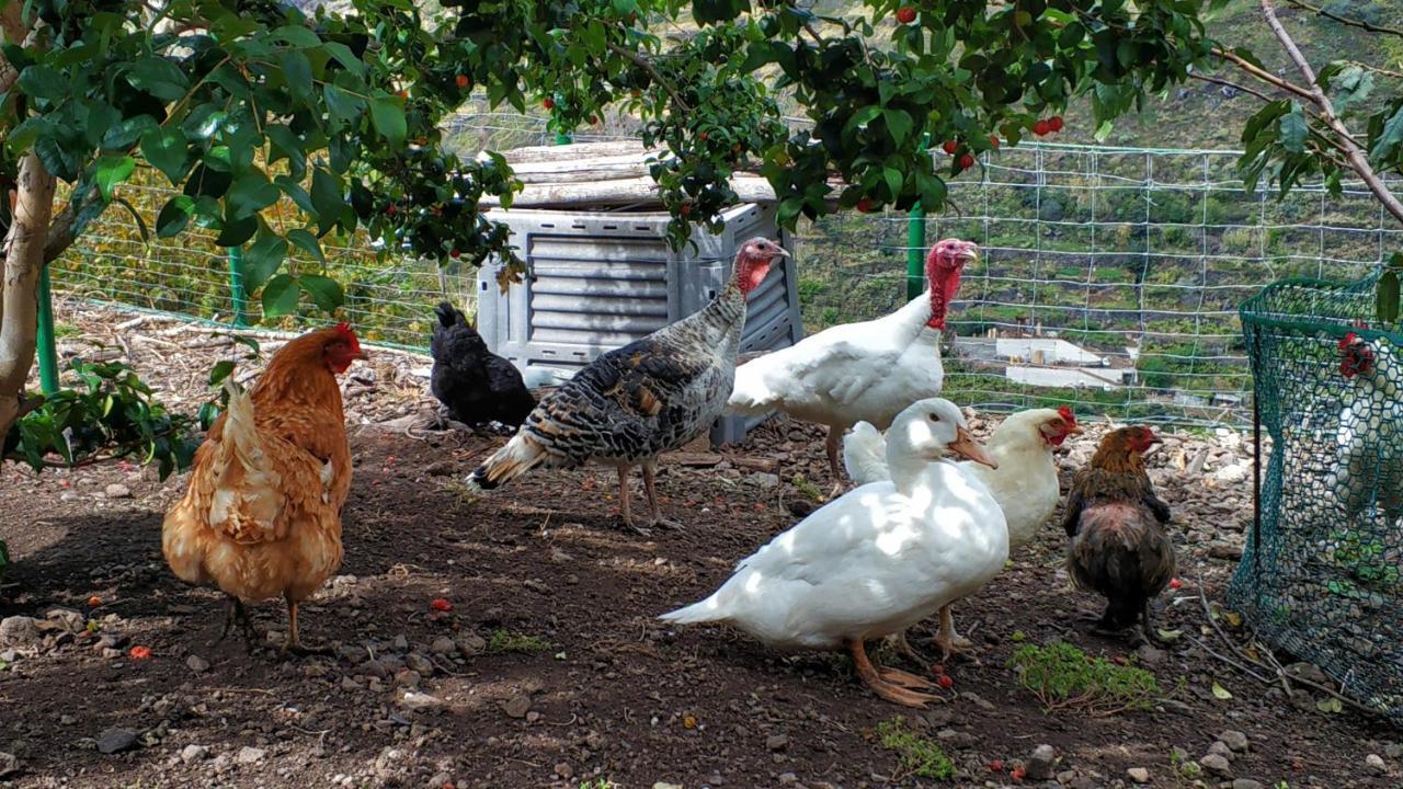 Agroturismo Quinta Terezinha Ribeira Brava