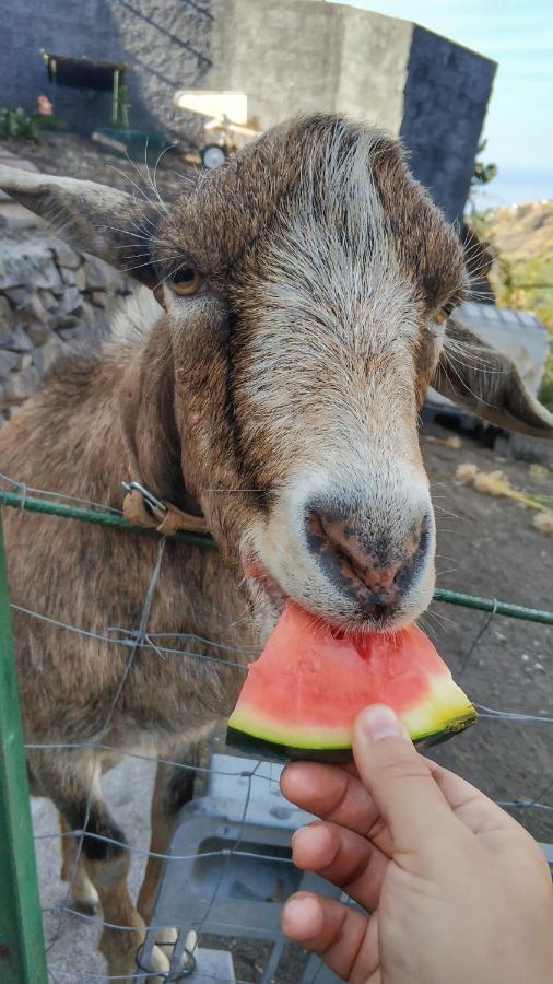 Quinta Terezinha Agroturismo Ribeira Brava