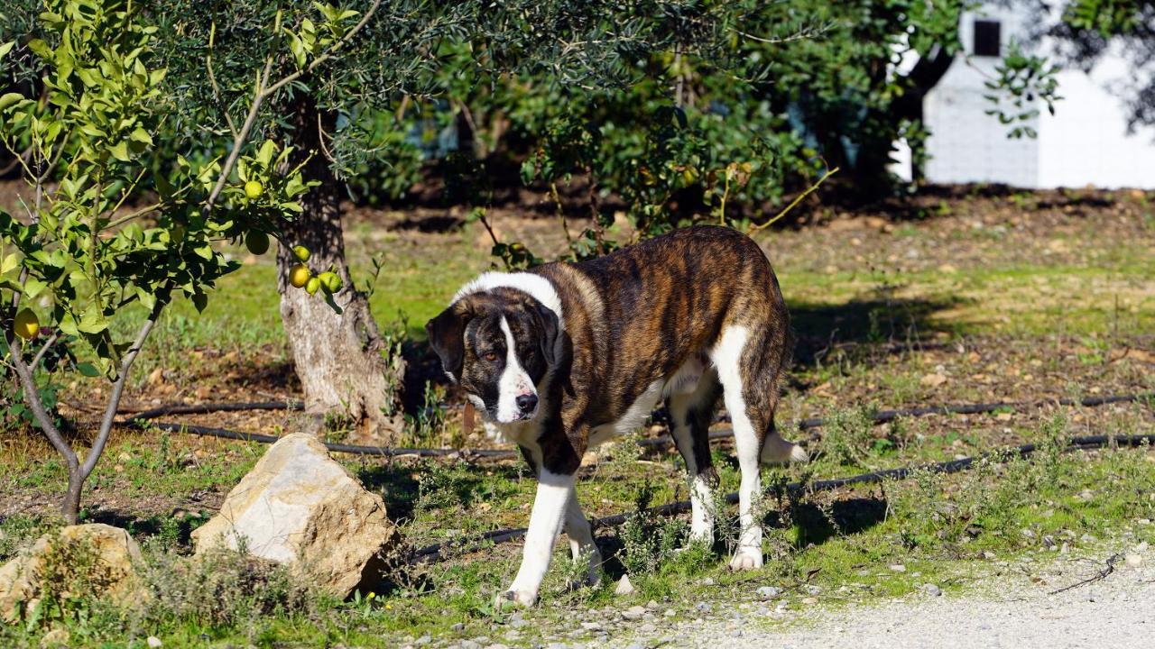 Rural Quinta Do Marco - Nature & Dining 4* Tavira