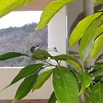 Altavista Penthouse T2