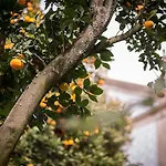 Quinta Sao Miguel De Arcos