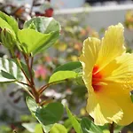 Jardim Da Celeste