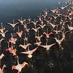 Bird\'S Home
