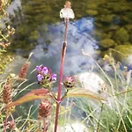 Sambuc\'Asa - Serra Da Estrela
