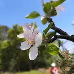 Aroma Das Tilias
