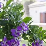 Villa Arrochela