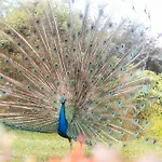 Quinta Das Almas