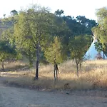 Olival Das Hortas
