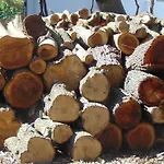 O Monte Das Flores