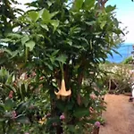 Little Norway In Madeira