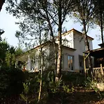 Wavin\' Trees Ericeira