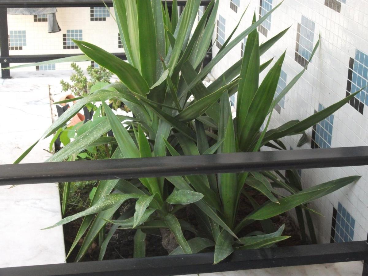 Alojamentos Turismo E Negocios Apartment *