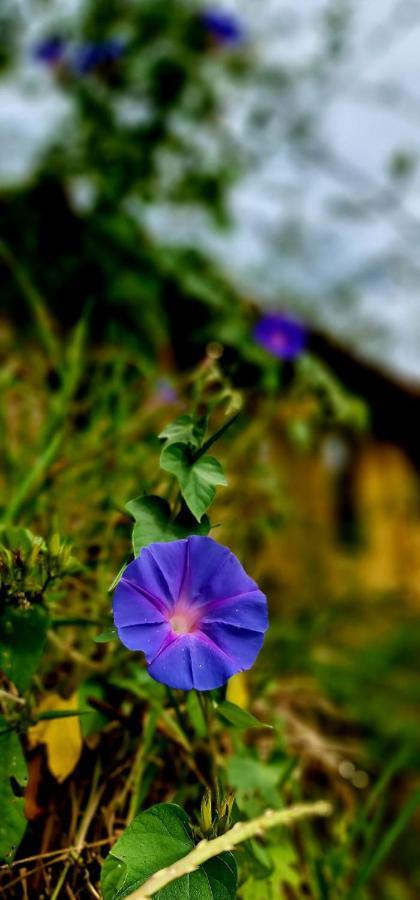 Country house Colmeal