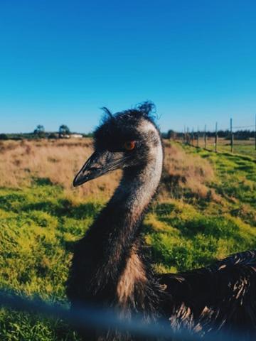 Quinta Do Sardanito De Tras Chácara *