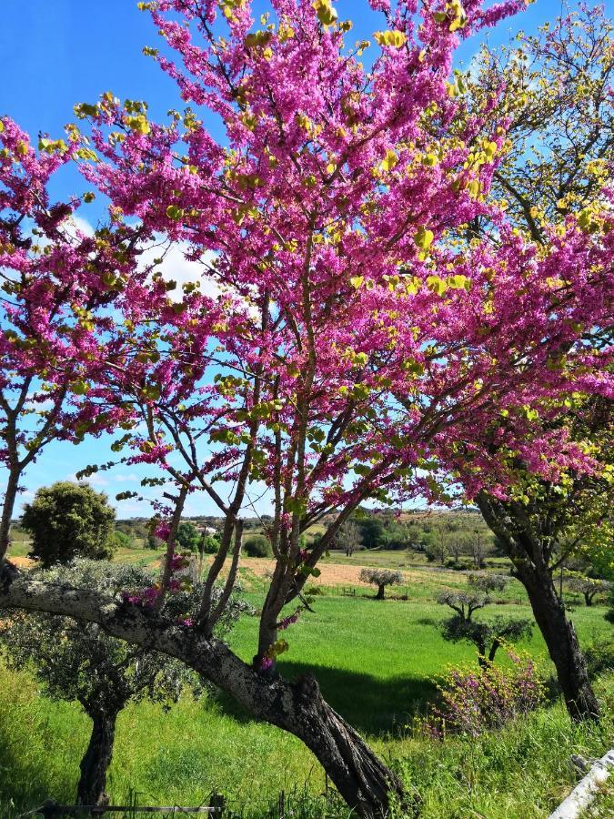 Refugio Do Bem Estar Guest house Cercal do Alentejo