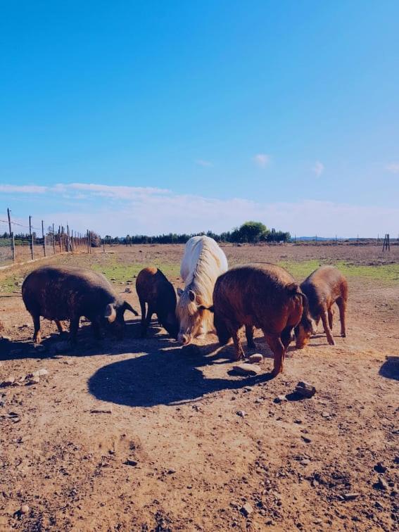 Quinta Do Sardanito De Tras *