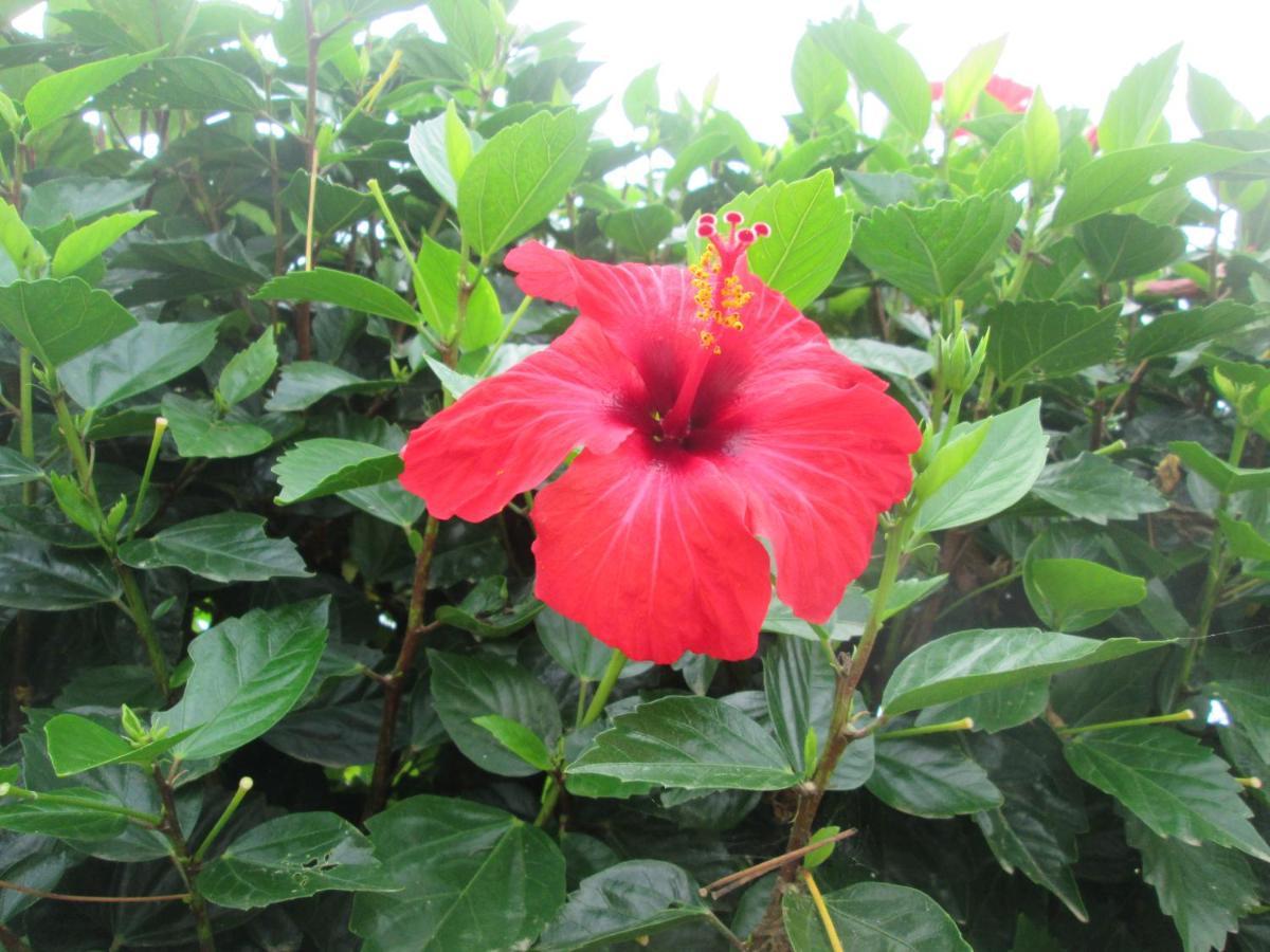 Quinta Da Maria Horta (Azores)