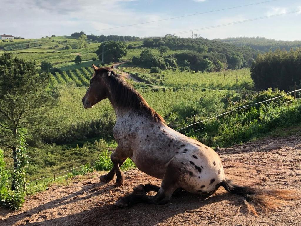 Terra Luso Proche De Montejunto Bed and breakfast Cadaval