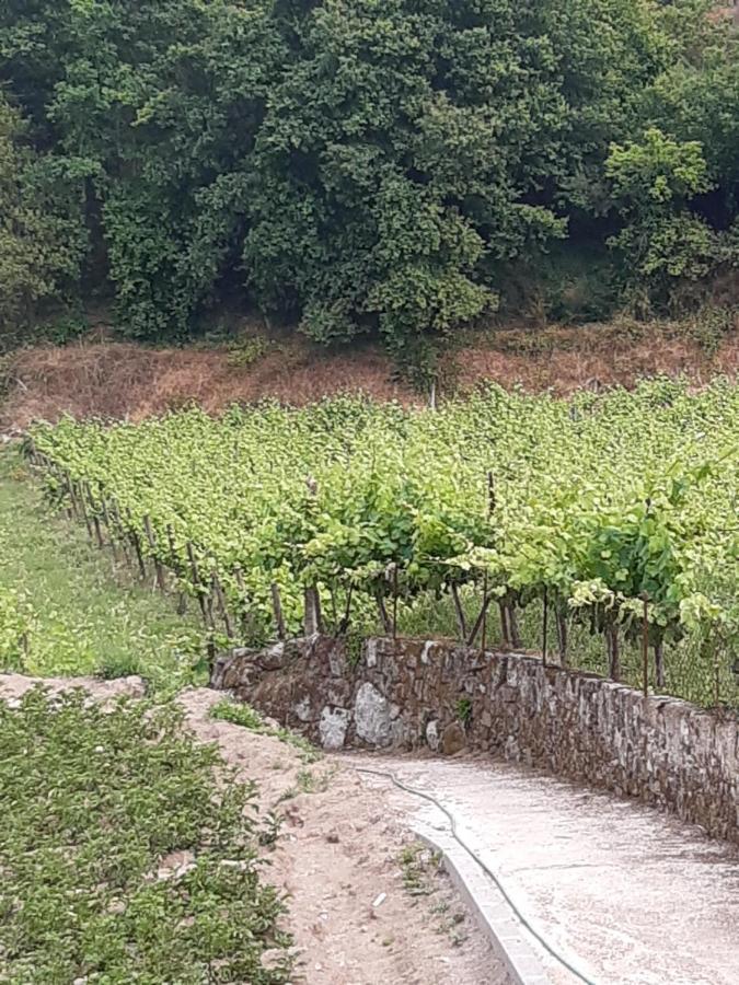 As Casinhas Dos Meus Avos By Quinta Do Paco Gasthuis *