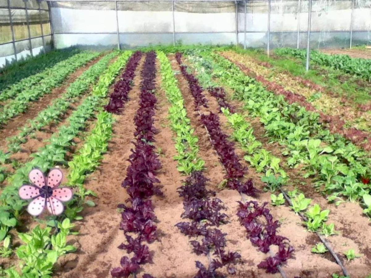 Quinta Dos Sabores Farm Farm stay Ribeira Grande
