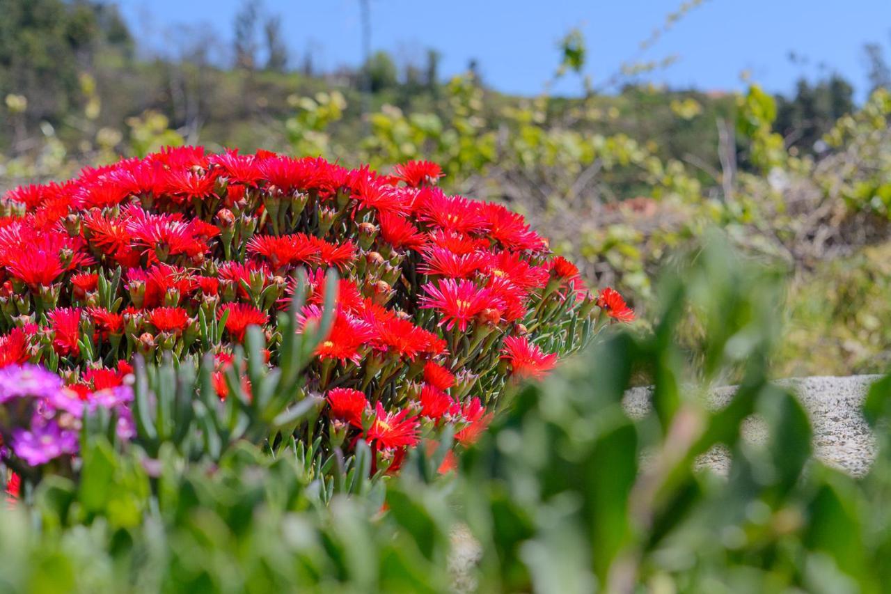 Holiday home Recanto Florencas Arco da Calheta (Madeira)
