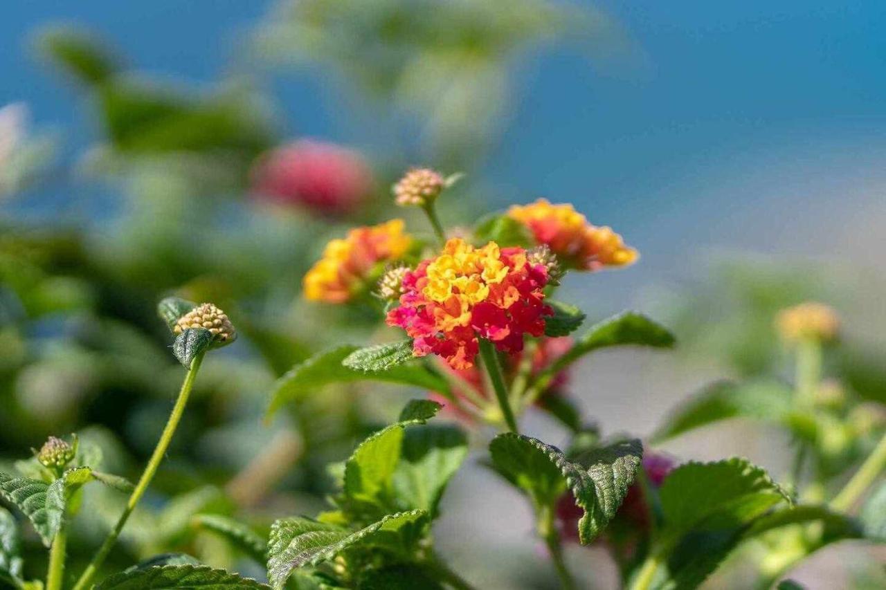 Villa Seasky Tabua Ribeira Brava