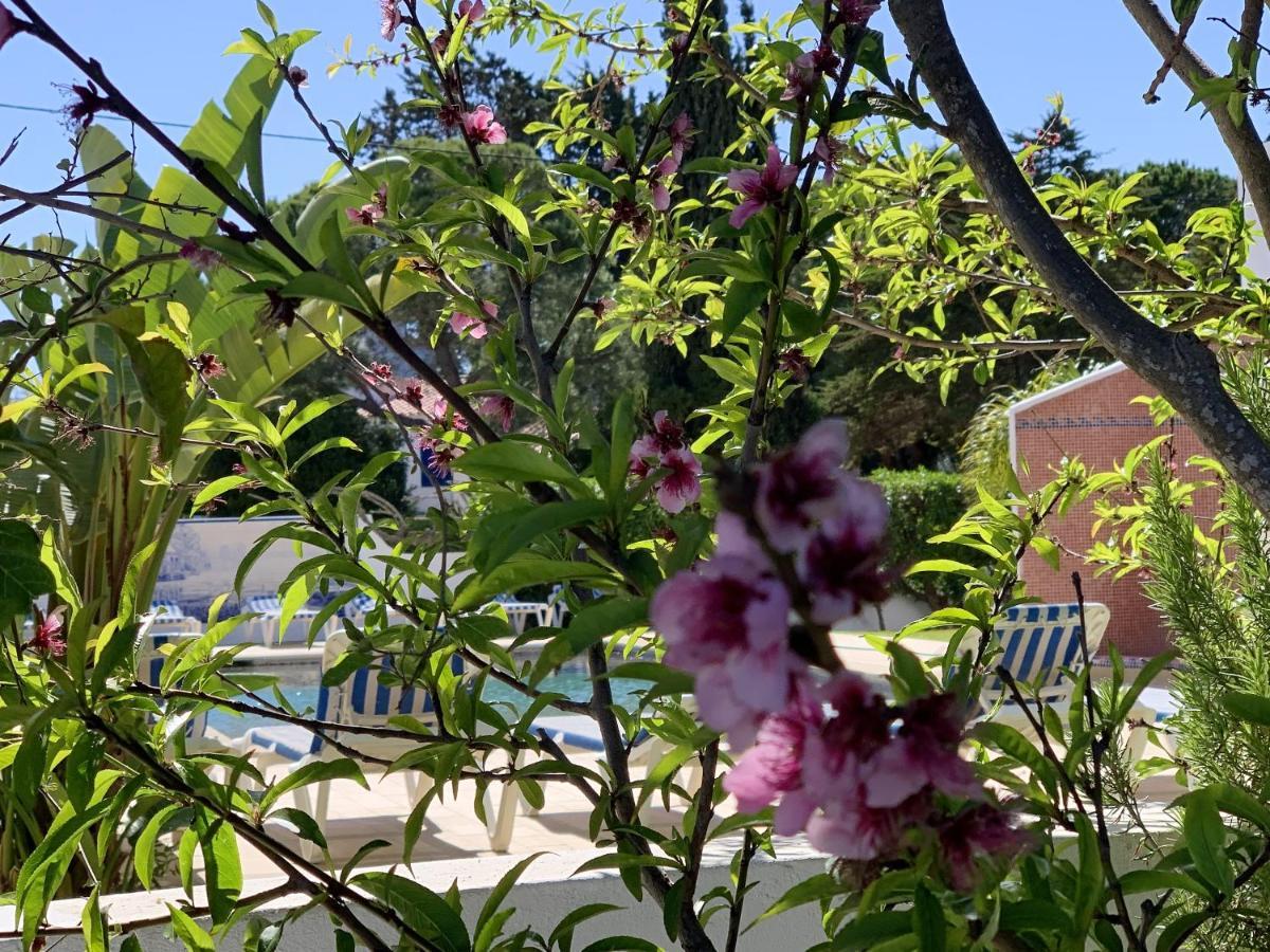 Charming House In Carvoeiro + Pool * Carvoeiro (Lagoa)