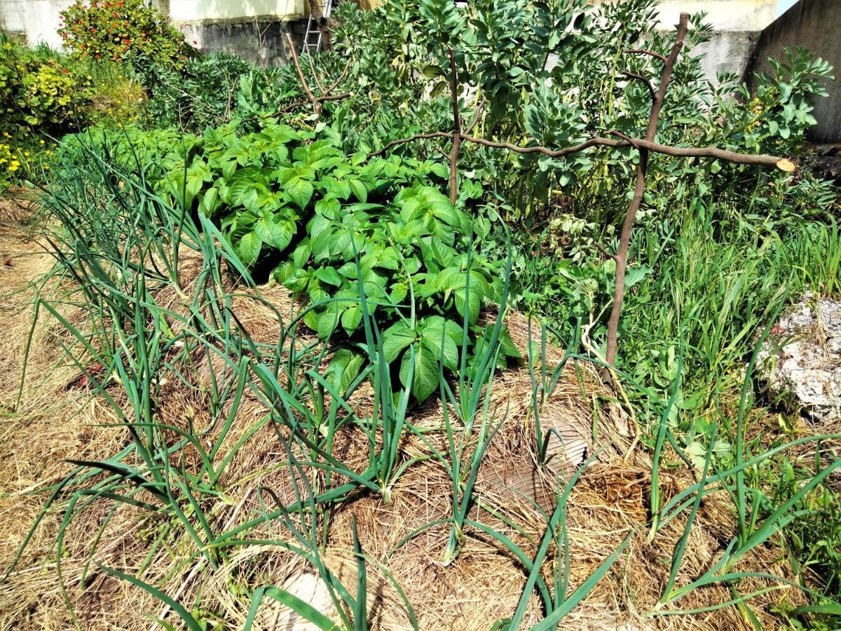 Bed and breakfast Galo Preto - Urban Agriculture - Healthy Food *